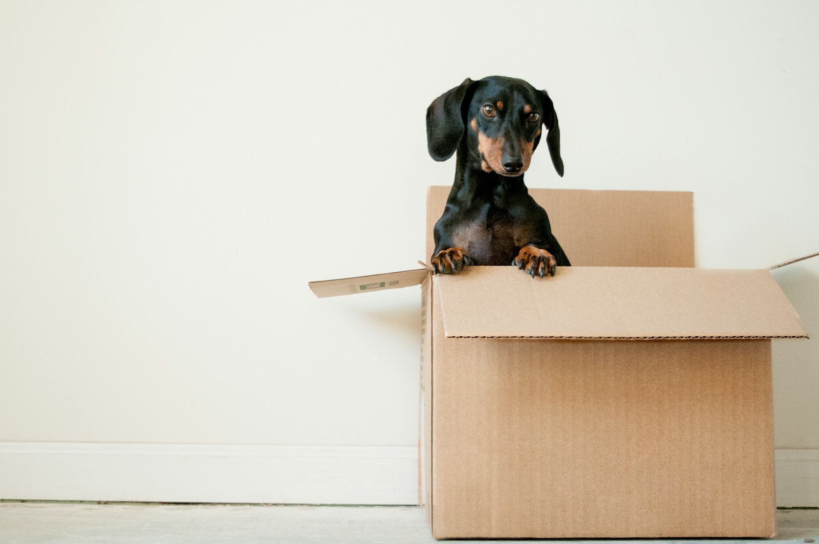 Moving your container house. black and brown Dachshund standing in box